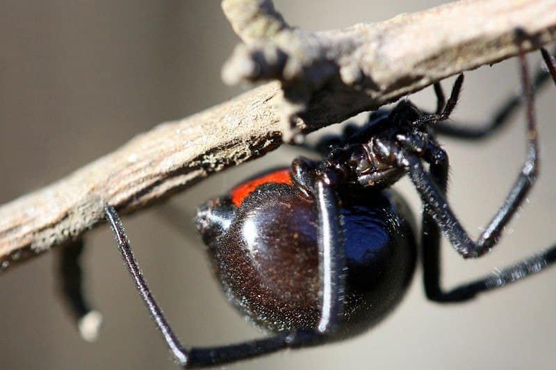 Ragno della vedova nera sul ramo