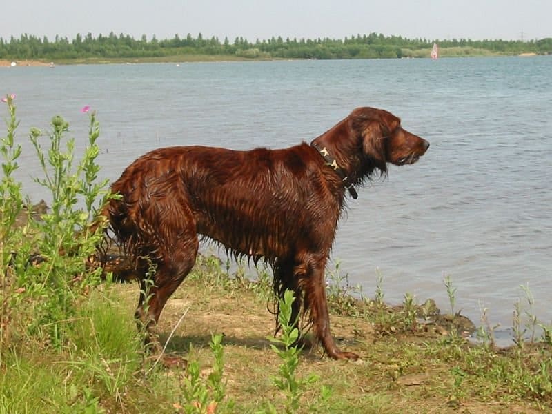 Setter Irlandese Adulto Dall'acqua