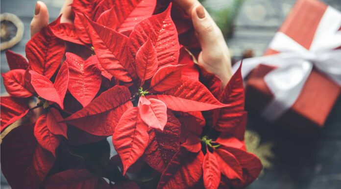 Le stelle di Natale sono velenose per cani o gatti?
