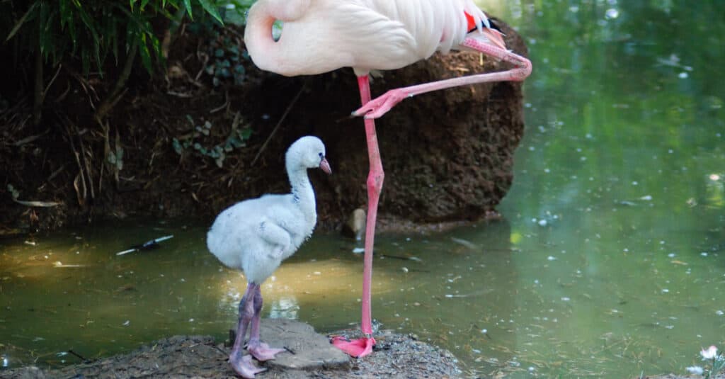 famiglia di cuccioli di fenicottero