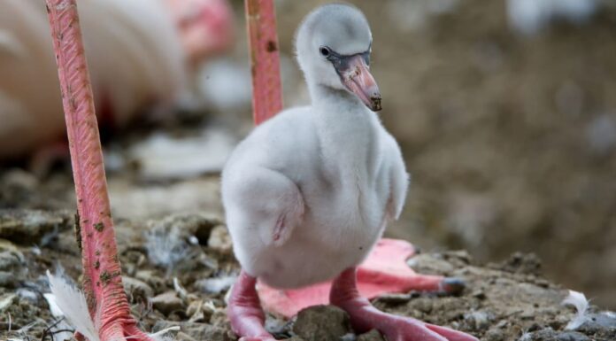 baby flamingo closeup