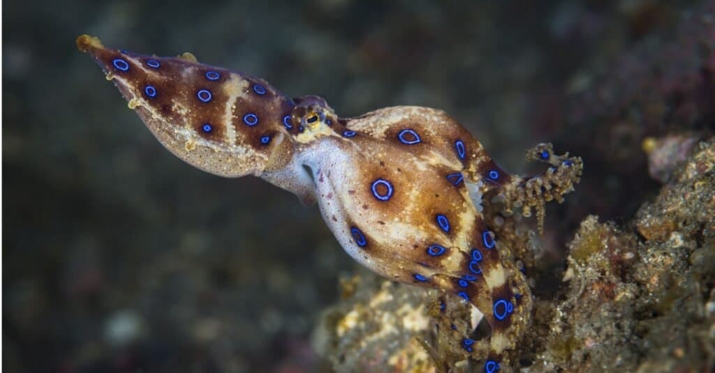 Polpo dagli anelli blu, (Hapalochlaena lunulata), 8 cm di dimensione, femmina, portatrice di uova.