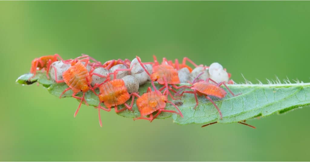 Cosa mangiano gli insetti puzzolenti - Baby Stink Bug
