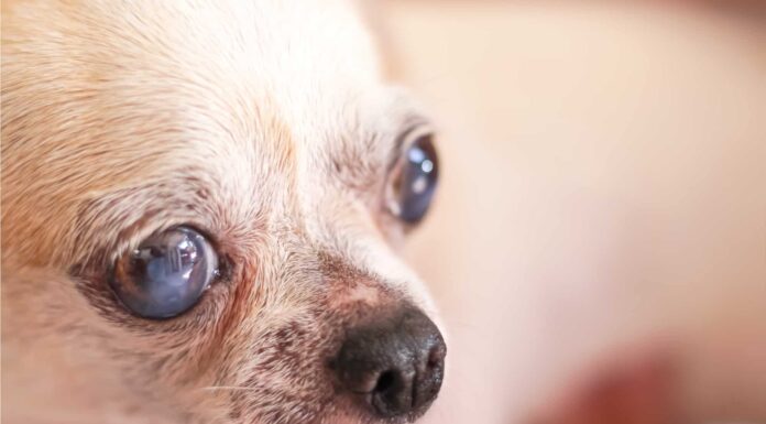 È ufficiale: il cane vivente più vecchio del mondo è un chihuahua della Florida!
