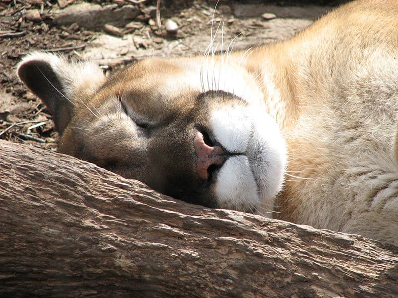 I leoni di montagna sono in pericolo