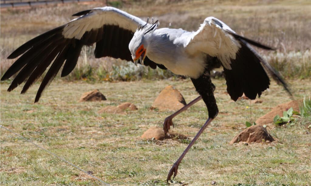 Animali che cacciano i cobra - Segretario Bird