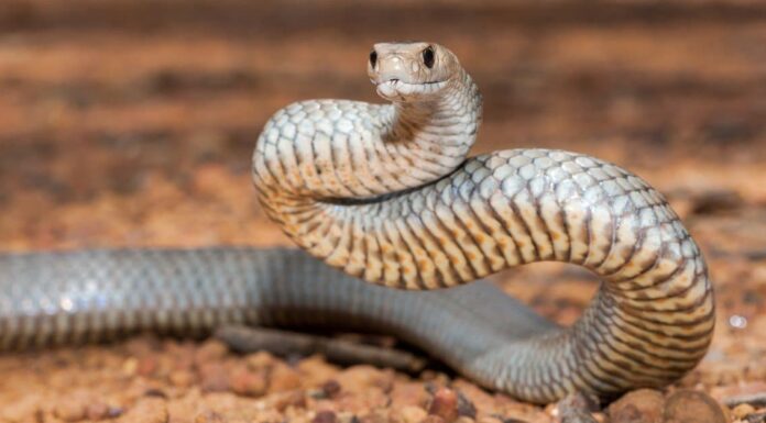 Morso di serpente marrone orientale: perché ha abbastanza veleno per uccidere 58 esseri umani e come trattarlo
