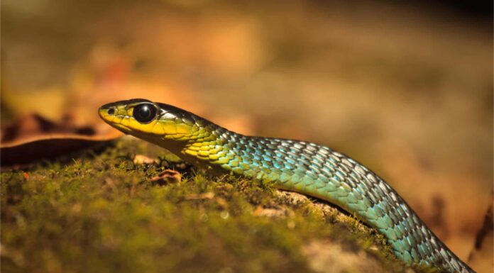 Western Green Mamba