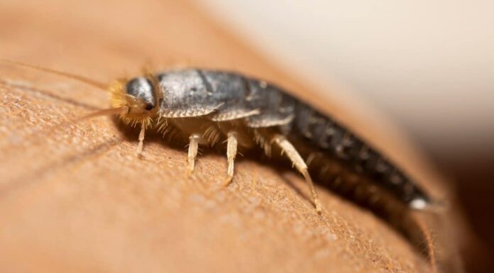 Centipede vs Silverfish: quali sono le 8 differenze chiave?
