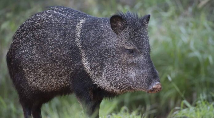 I Javelina sono pericolosi?
