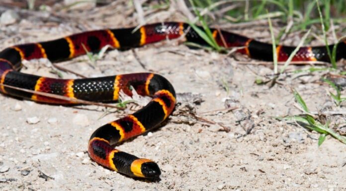 Serpenti corallo in Texas
