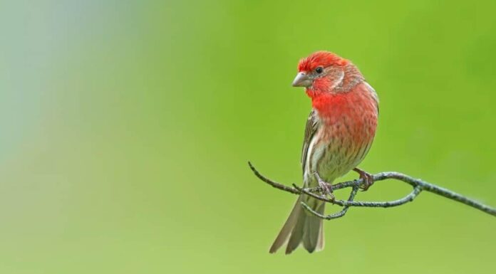Finch vs Sparrow: spiegate le differenze chiave
