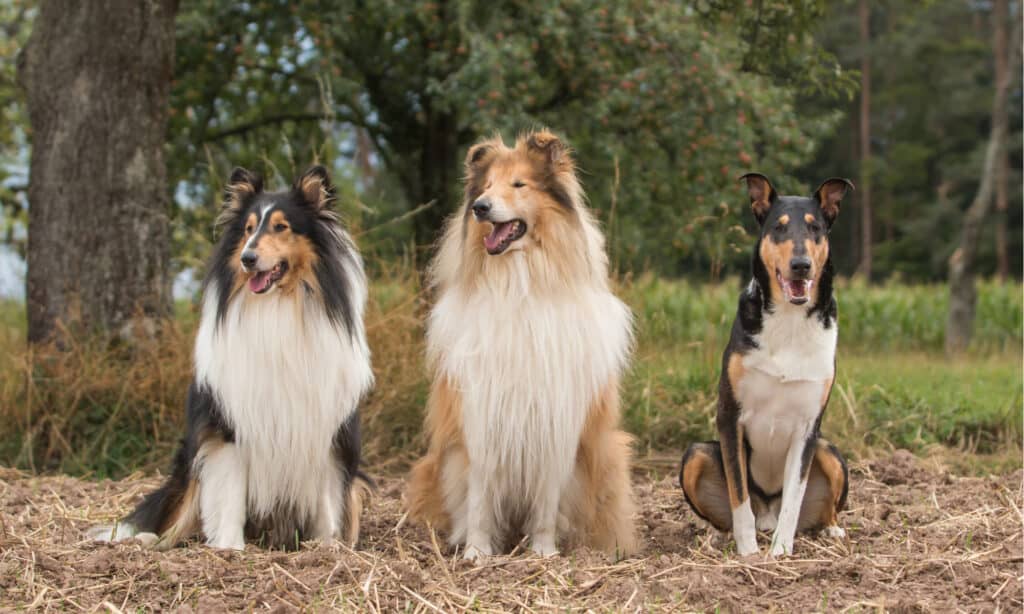 rough collie contro smooth collie