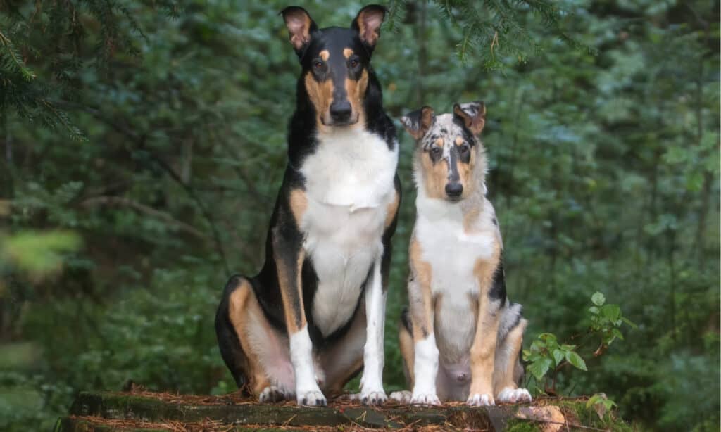 rough collie contro smooth collie