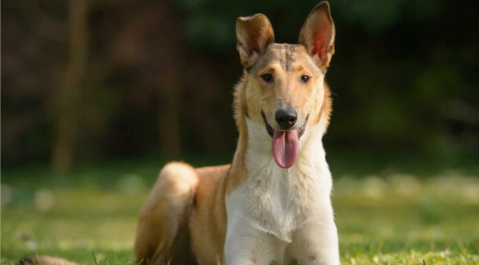 Rough Collie vs Smooth Collie