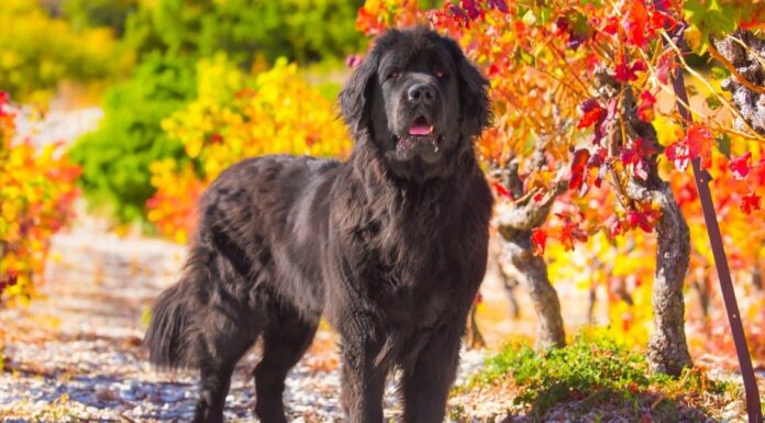 Newfoundland vs Saint Bernard