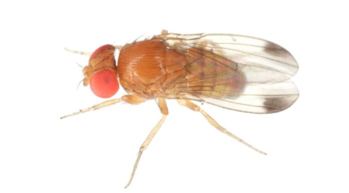 Drain Fly vs Fruit Fly: spiegate le differenze chiave
