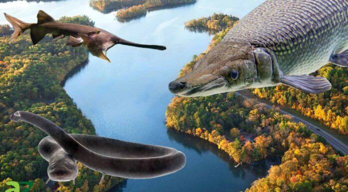 River Monsters: scopri il pesce più grande del fiume Mississippi
