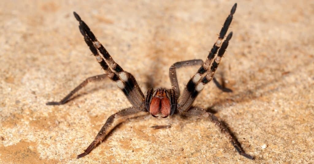 I ragni più grandi: ragno errante brasiliano