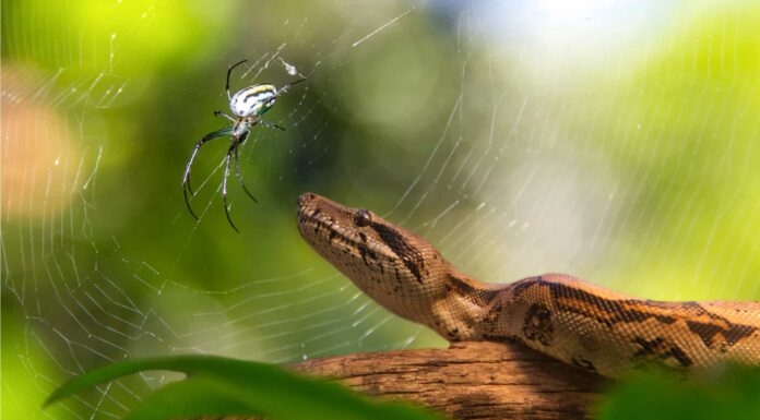 Spider vs Snake