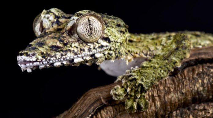 Giant leaf-tailed gecko, Uroplatus giganteus
