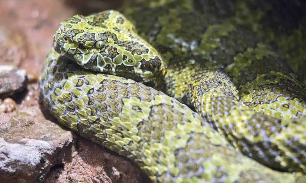 Mangshan Pit Viper (Protobothrops mangshanensis)