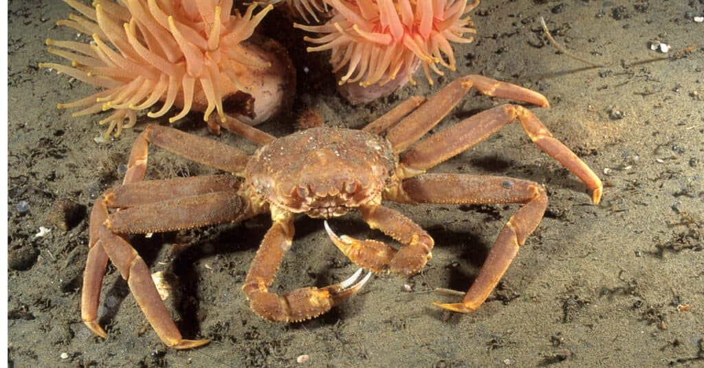 I granchi più grandi - Opilio Crab 