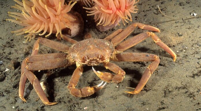 Opilio Crab vs King Crab: quali sono le 6 differenze chiave?
