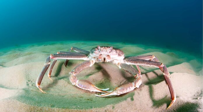 Bairdi Crab vs King Crab: quali sono le 6 differenze chiave?
