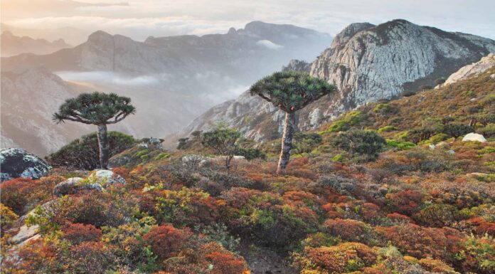 Socotra Island