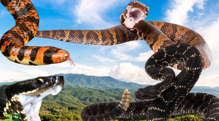 Scopri i 4 serpenti velenosi nel Tennessee
