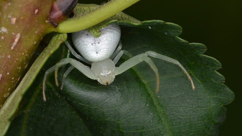 Ragno granchio verde americano (Misumessus oblongus)