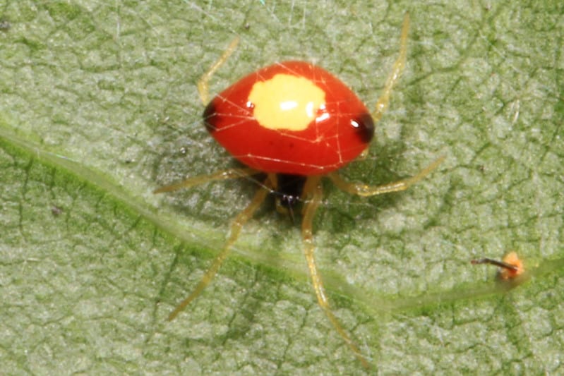 Theridula emertoni