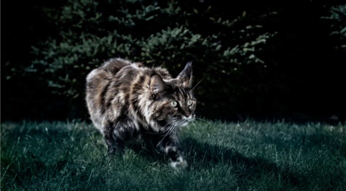 I gatti possono vedere al buio, come la visione notturna?

