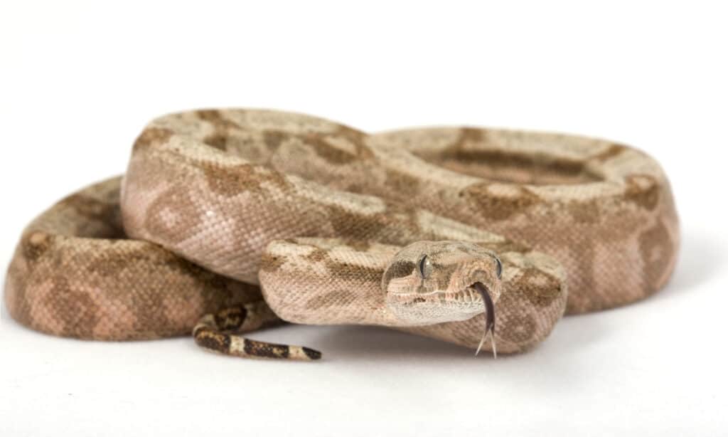 Boa Constrictor dell'Isola del Maiale