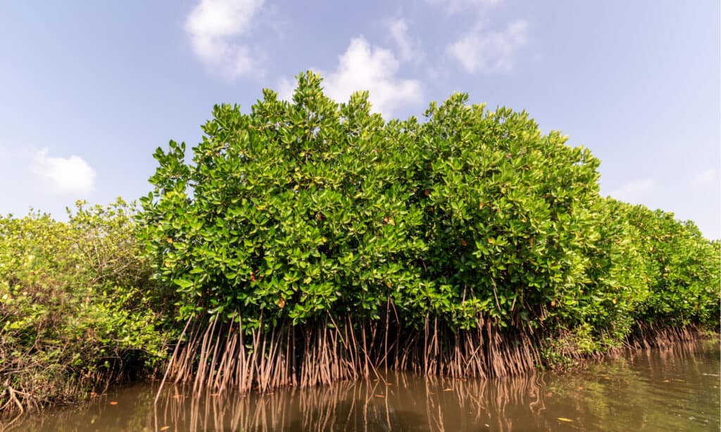 Il fiume più antico: le mangrovie del Delta