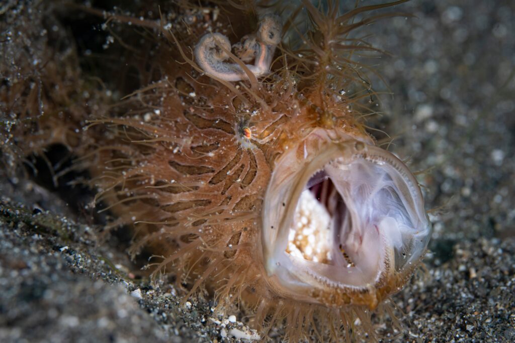 Il pesce rana peloso inala la sua preda