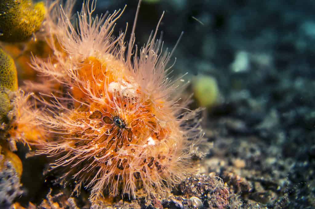 Pesce rana striato o pesce rana peloso (Antennarius striatus)