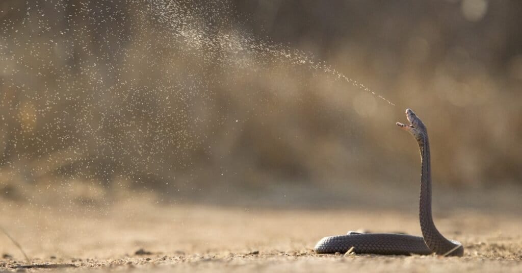 Animali che sputano acido: il veleno del cobra sputatore