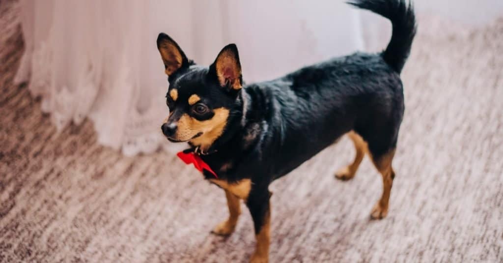 Piccola testa di cervo Chihuahua con un ornamento sul collo.