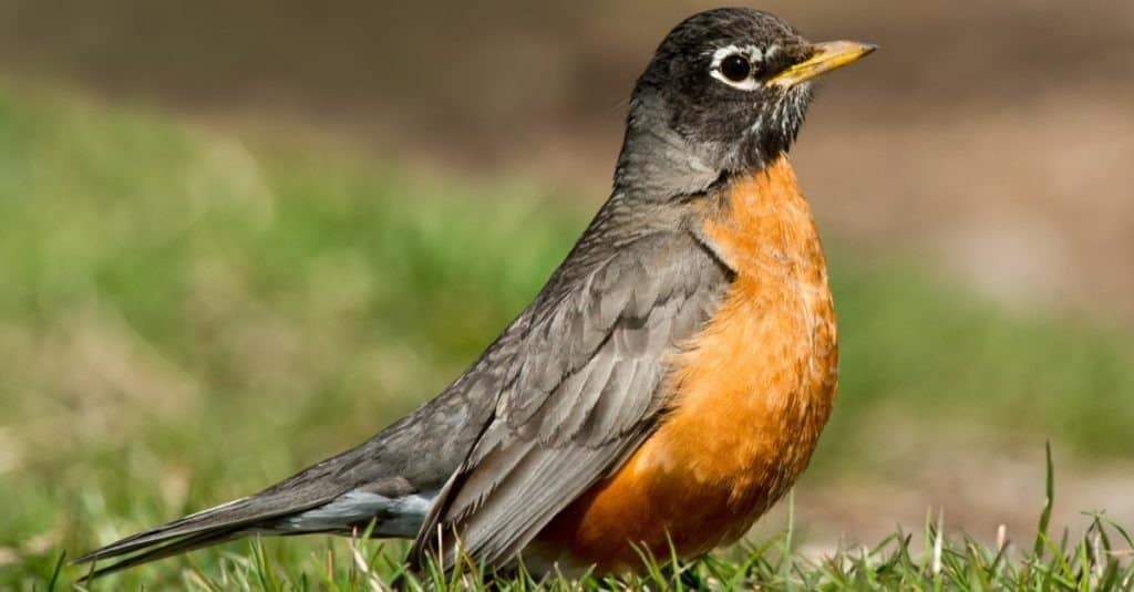 Un pettirosso americano è in piedi nell'erba corta