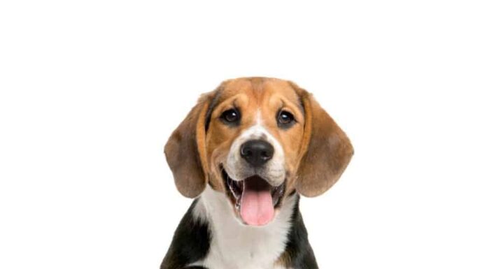 Beagle vs Basset Hound: c'è differenza?
