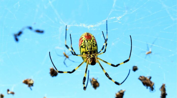 Nuovo studio: giganti, ragni volanti per invadere il nord verso DC e New York
