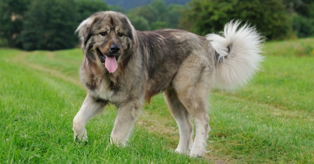 Razze di cani più grandi: pastore caucasico