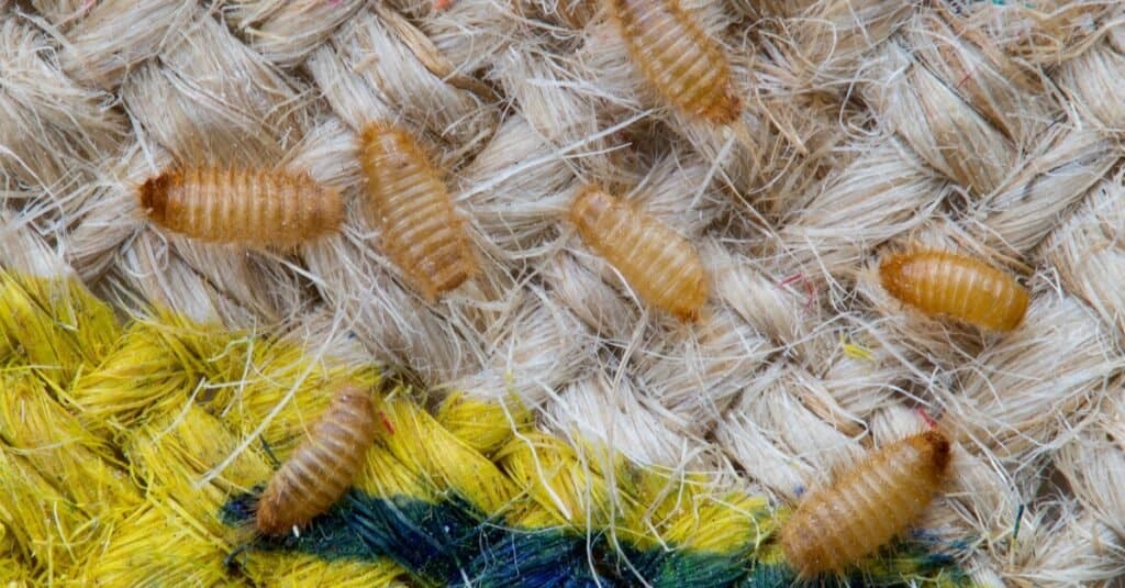 Uova di scarabeo tappeto - larva nel tappeto