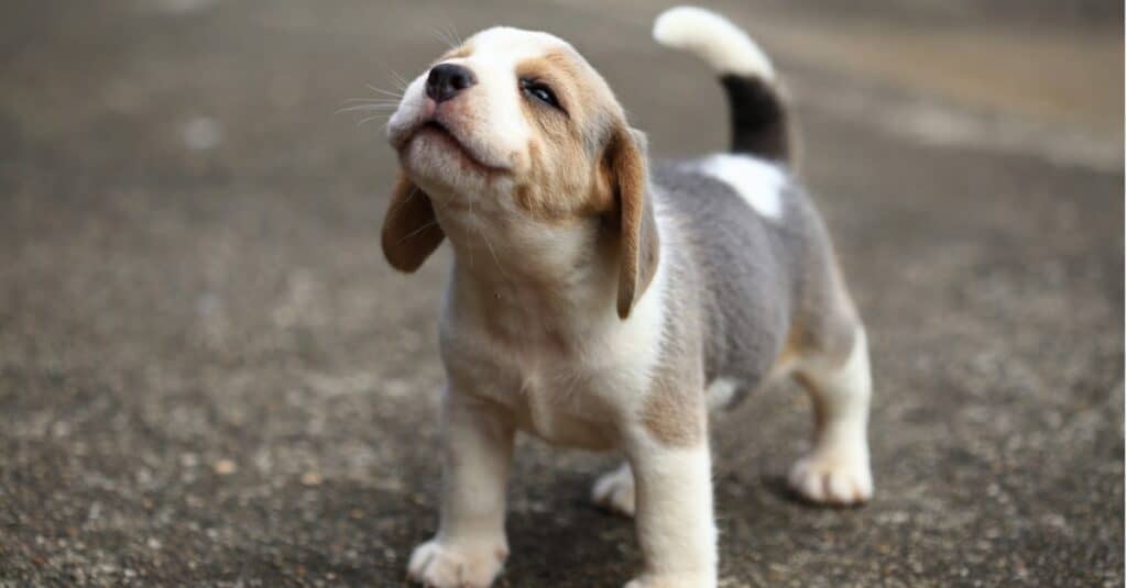 grandi orecchie cani beagle