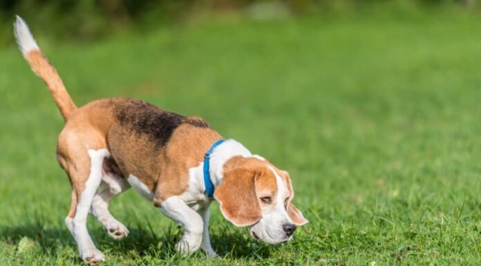 Pocket Beagle Vs Beagle: differenze chiave
