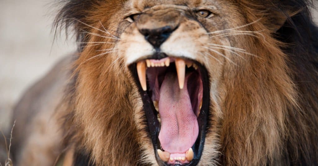 Forza del morso del leone - Leone che ruggisce e mostra i denti