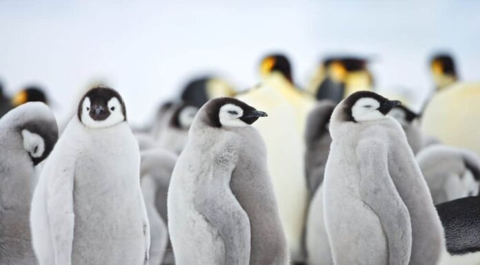 Durata della vita dei pinguini: quanto tempo vivono i pinguini?
