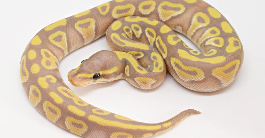 Serpenti rosa: i serpenti più belli che puoi tenere come animale domestico